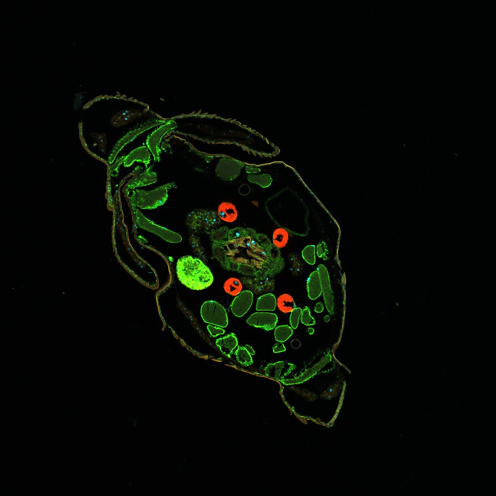 A tissue section of the posterior end of a marine midge larvae stained with antibodies targeting ion pumps in osmoregulatory organs and other key organs.