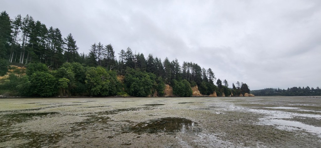 An image of a mudflat in Willapa Bay, Washington STate, during a period of low tide. Burrowing shrimp inhabit these mudflats in high densities.