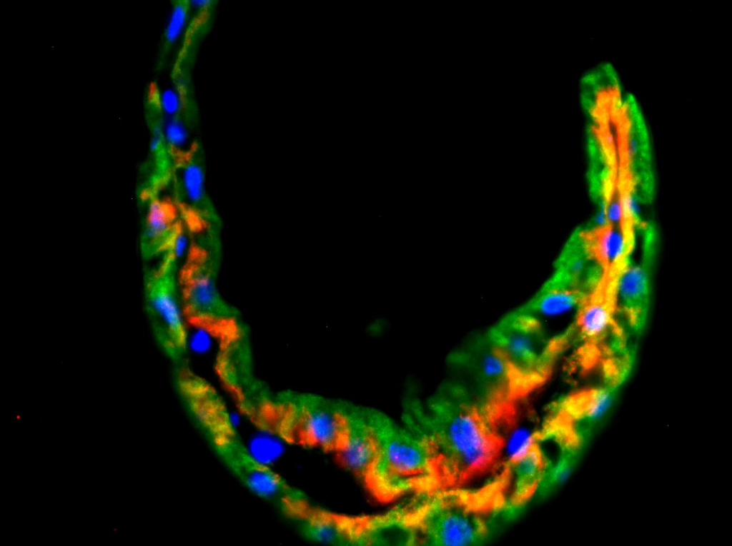 A fluorescence microscopy image of a coxal gill tissue section stained with antibodies to visualize two ion pumps in the epithelium.