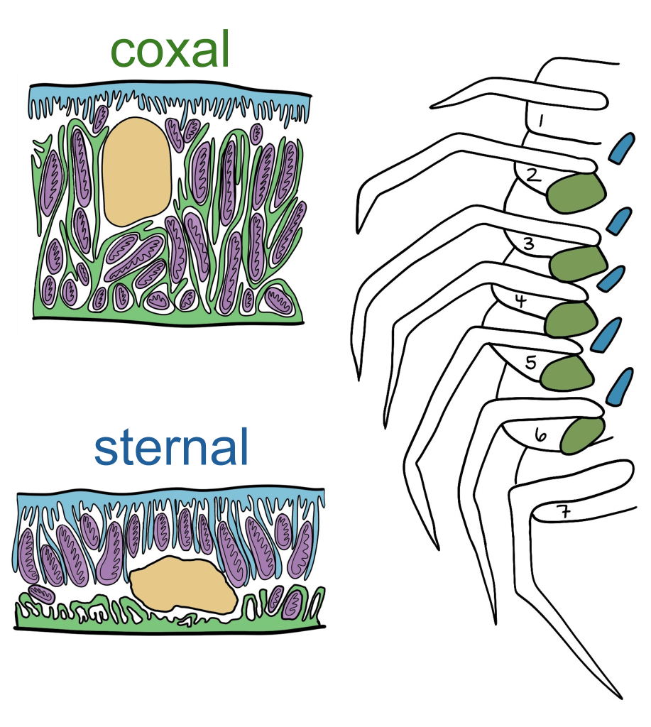 Illustration by Dr. Jamie Cochran depicting the two different types of gills that some freshwater amphipod crustaceans have evolved. The large coxal gills are shown in green, and the smaller sternal gills are shown in blue. The illustrations on the left show ultrastructural differences in the epithelial cells of the two gill types.