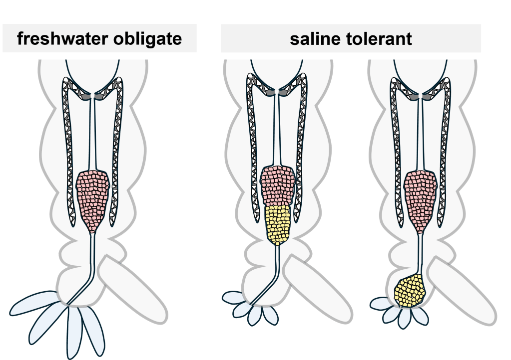 Illustration by Elissa Khodikian showing of the posterior end of mosquito larvae showing the hindgut organs that produce and modify urine. Mosquito species that have saline-tolerant larvae have an additional organ segment in their hindgut that is a salt-secreting organ, and this is depicted in yellow in the two right illustrations.