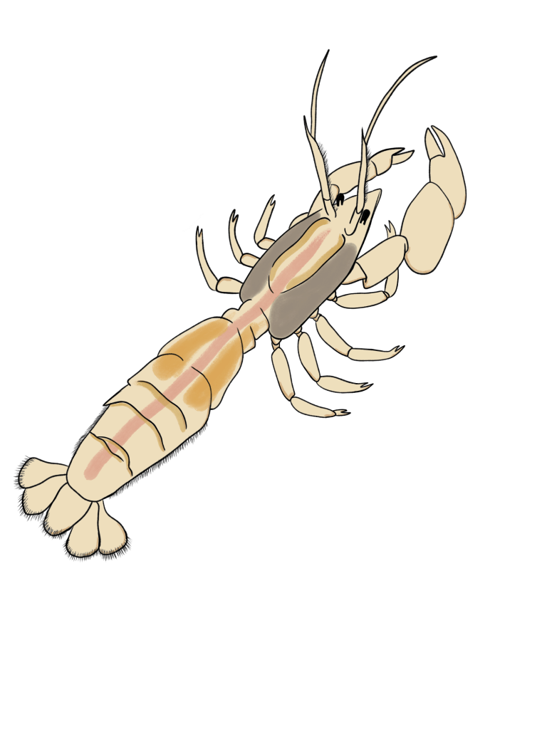 An illustration of the burrowing "ghost" shrimp, Neotrypaea californiensis. By Dr. Jamie Cochran
